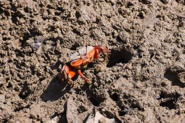 金景配资 千亩红树林筑起生态屏障，广汽本田践行绿色守护